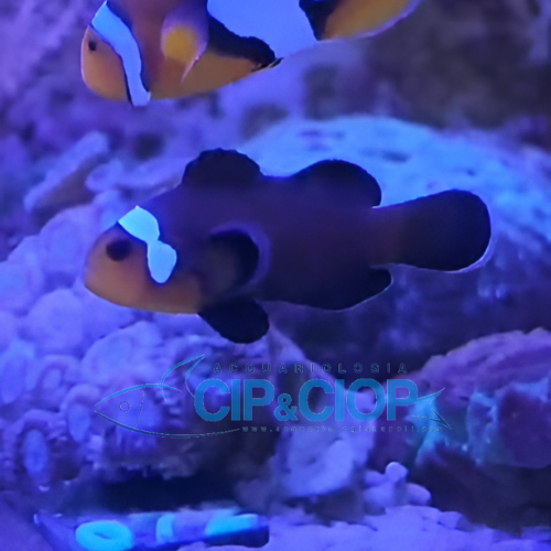 Amphiprion Ocellaris Domino Clownfish 3/4cm