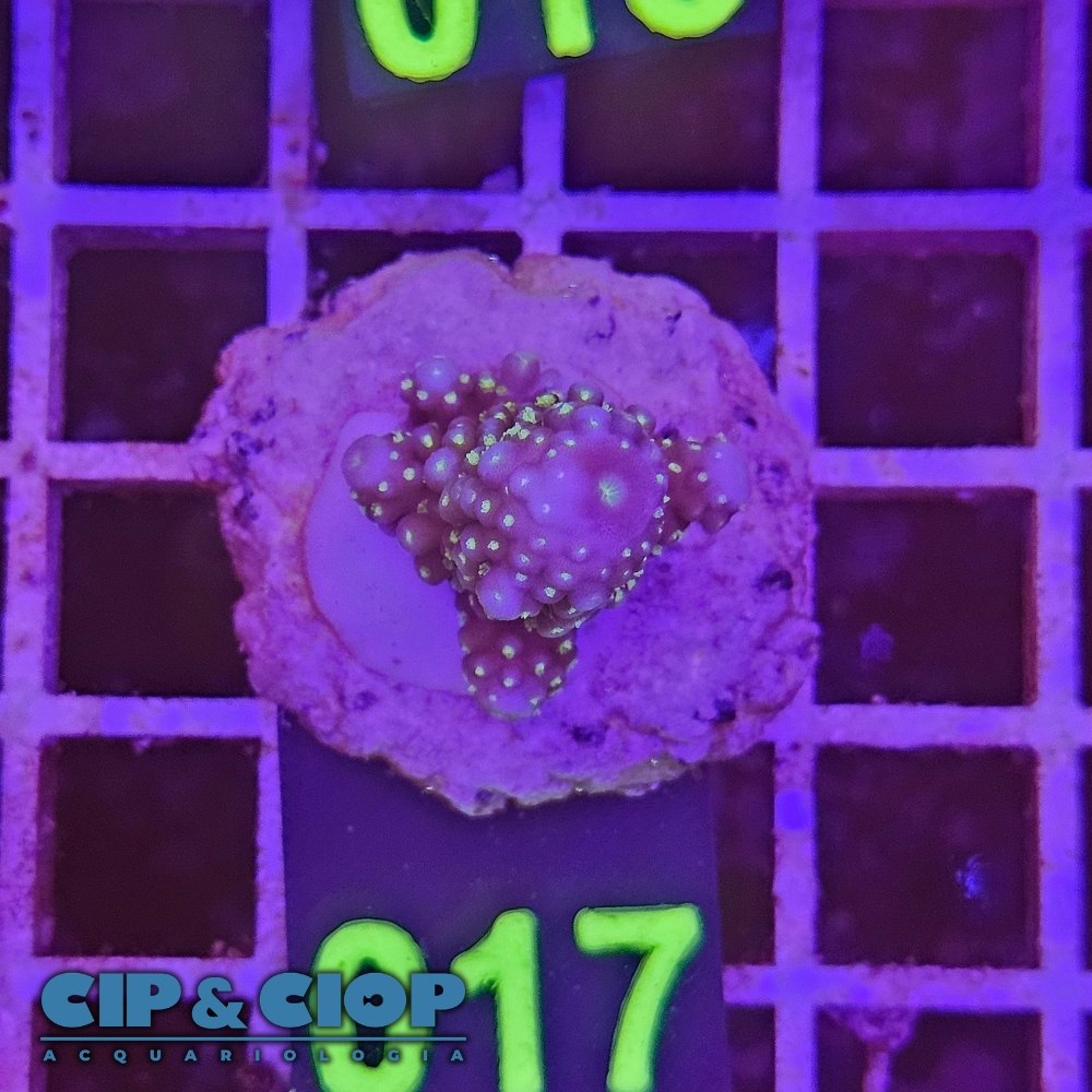 Acropora Frag viola e verde su cip e ciop Acquariologia Napoli