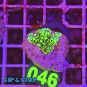 Acropora Frag verde su cip e ciop Acquariologia Napoli