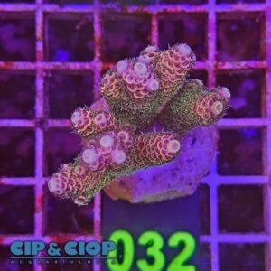 Acropora Frag verde e viola su cip e ciop Acquariologia Napoli