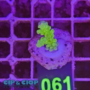 Acropora Frag verde e viola su cip e ciop Acquariologia Napoli