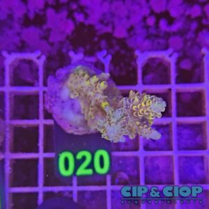 Acropora Frag verde e viola su cip e ciop Acquariologia Napoli