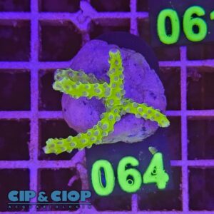Acropora Frag verde su cip e ciop Acquariologia Napoli
