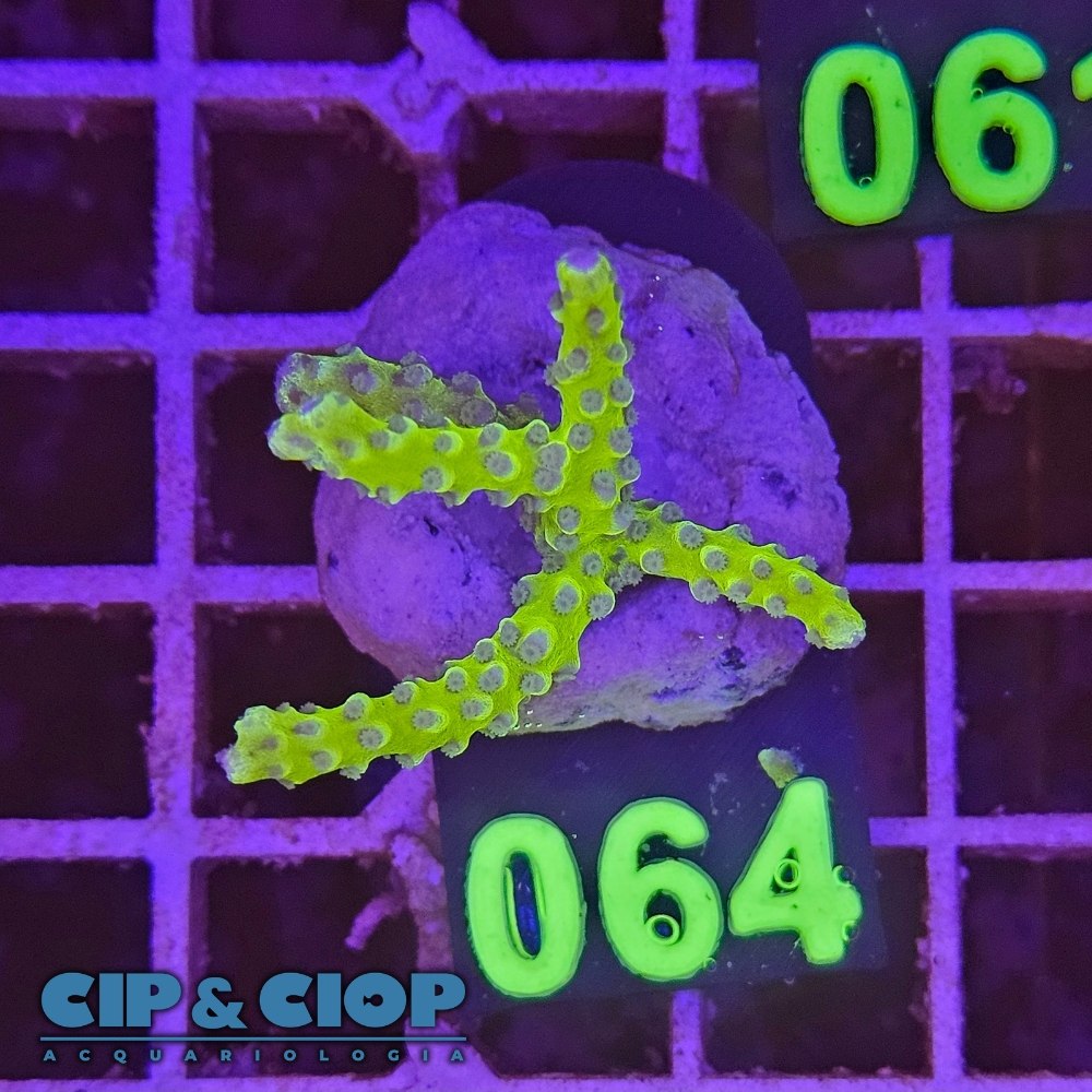 Acropora Frag verde su cip e ciop Acquariologia Napoli