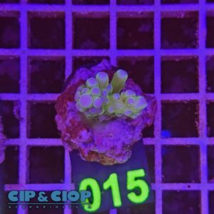 Acropora Frag verde e viola su cip e ciop Acquariologia Napoli