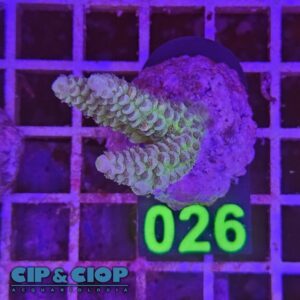 Acropora Frag verde e viola su cip e ciop Acquariologia Napoli