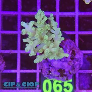 Acropora Frag verde su cip e ciop Acquariologia Napoli