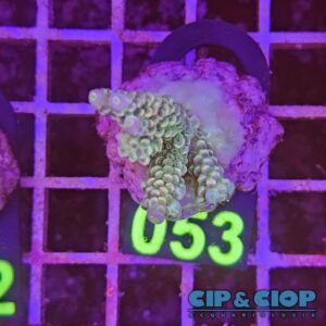 Acropora Frag verde su cip e ciop Acquariologia Napoli