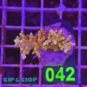 Acropora Frag arancione e gialla su cip e ciop Acquariologia Napoli