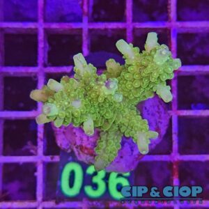 Acropora Frag verde su cip e ciop Acquariologia Napoli