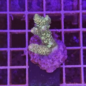 Acropora Frag verde su cip e ciop Acquariologia Napoli
