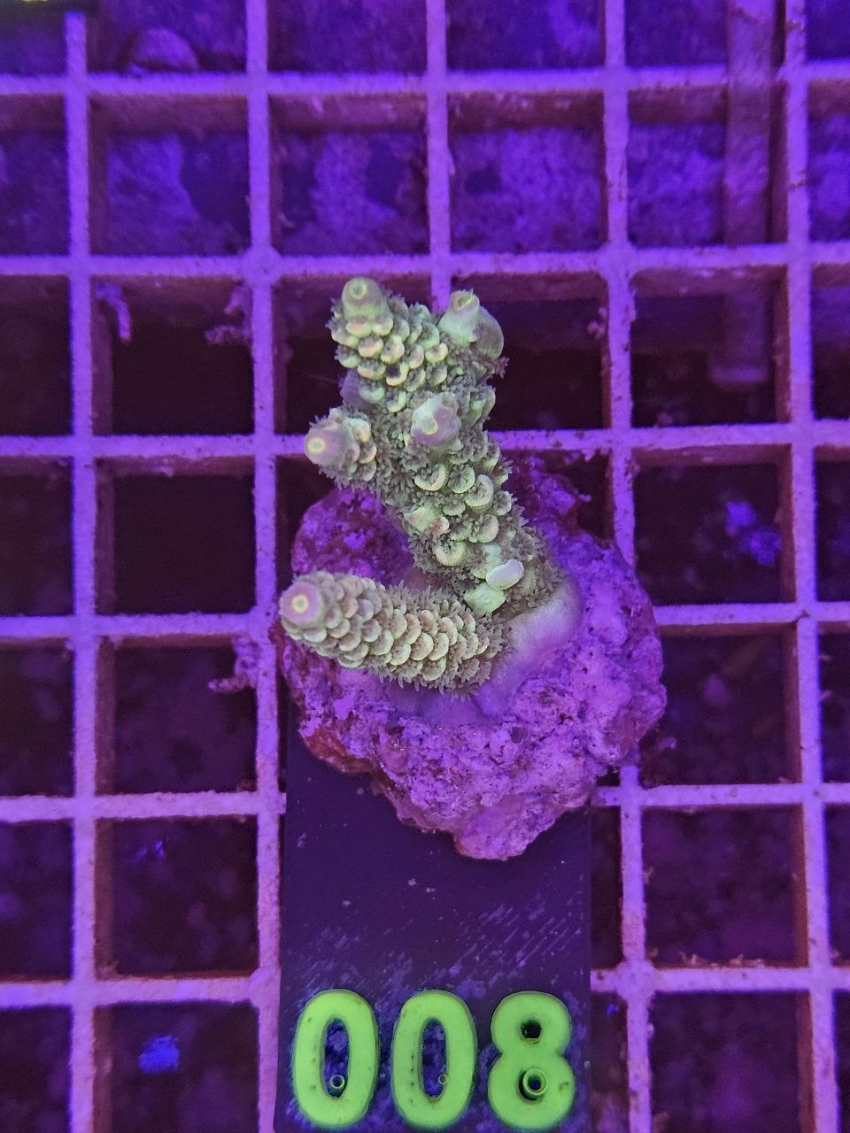 Acropora Frag verde su cip e ciop Acquariologia Napoli