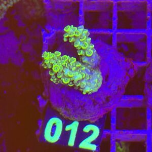 Acropora Frag verde su cip e ciop Acquariologia Napoli