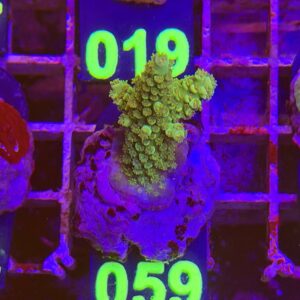 Acropora Frag verde su cip e ciop Acquariologia Napoli