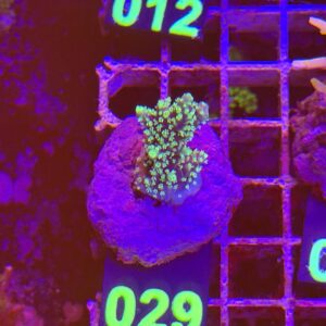 Acropora Frag verde su cip e ciop Acquariologia Napoli