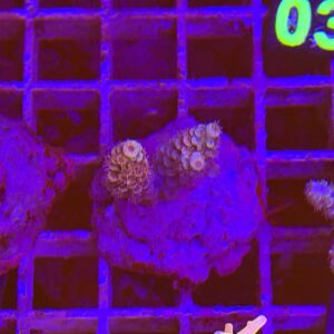 Acropora Frag viola su cip e ciop Acquariologia Napoli