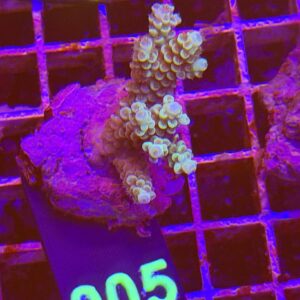 Acropora Frag verde su cip e ciop Acquariologia Napoli