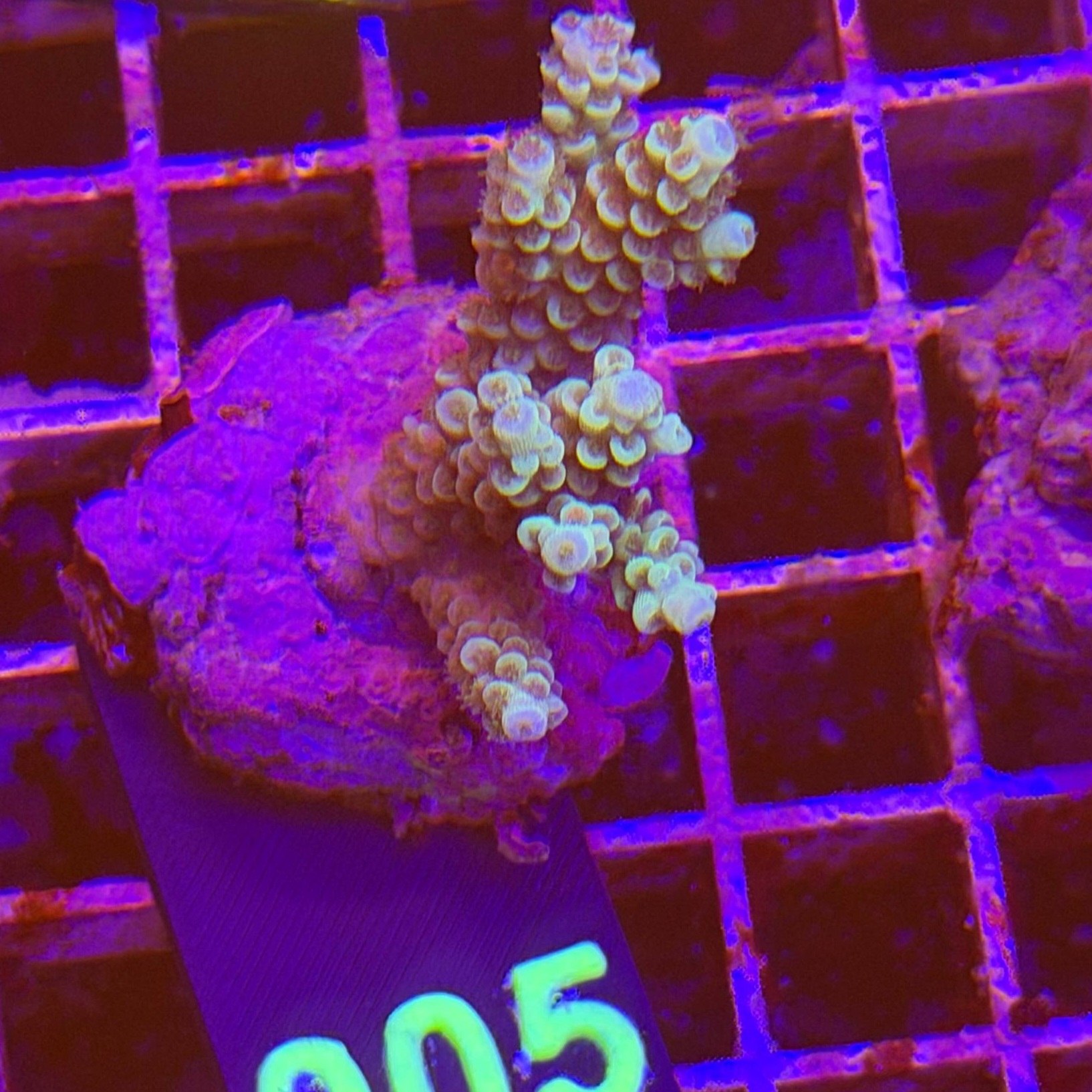 Acropora Frag verde su cip e ciop Acquariologia Napoli