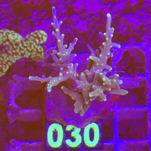 Acropora Frag viola e verde su cip e ciop Acquariologia Napoli