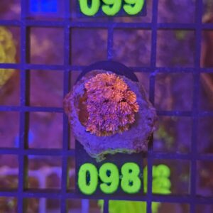 Goniopora Purple Pink su cip e ciop Acquariologia Napoli