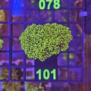 Euphyllia Yaeyamaensis Yellow su cip e ciop Acquariologia Napoli