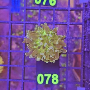Euphyllia Paradivisa Green su cip e ciop Acquariologia Napoli