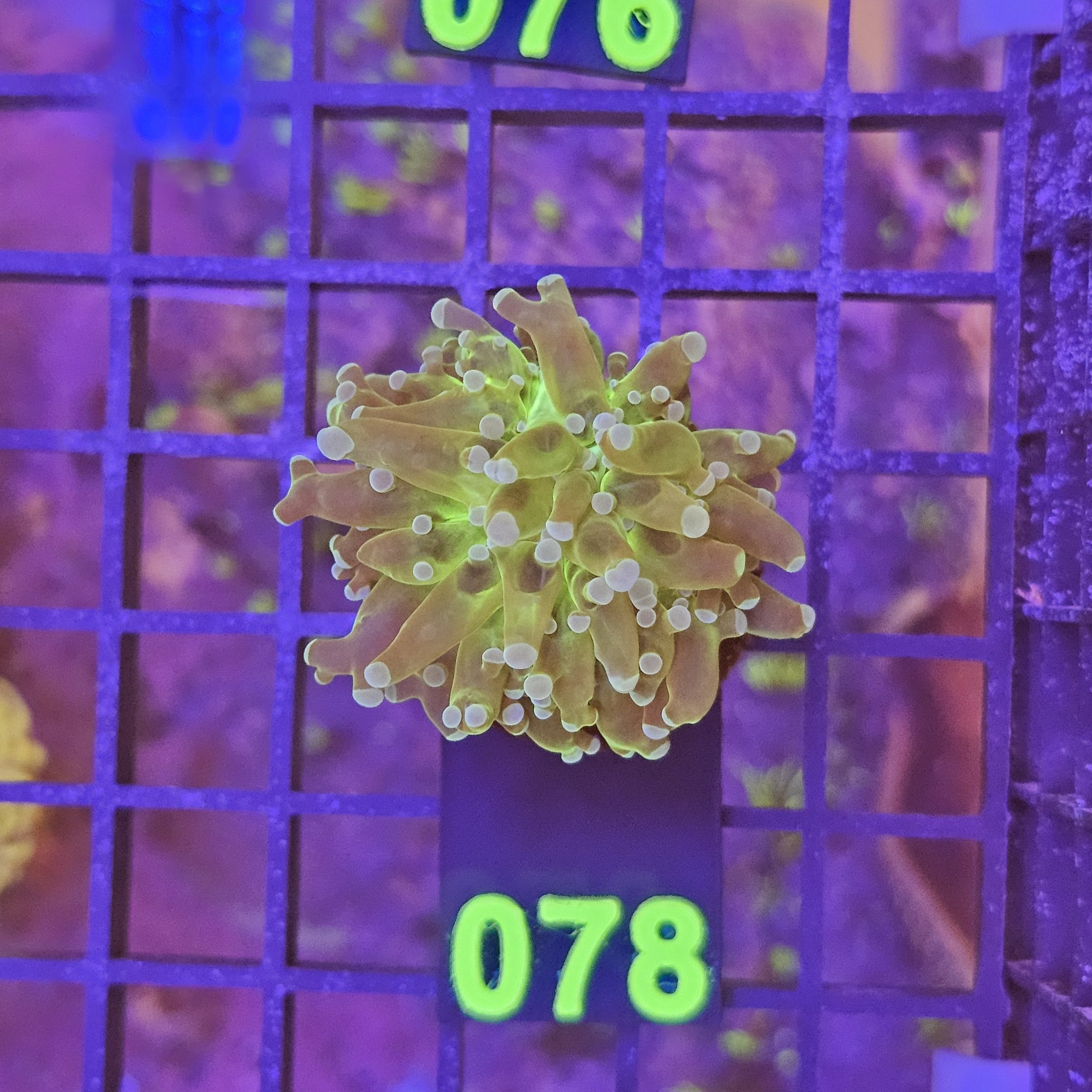 Euphyllia Paradivisa Green su cip e ciop Acquariologia Napoli