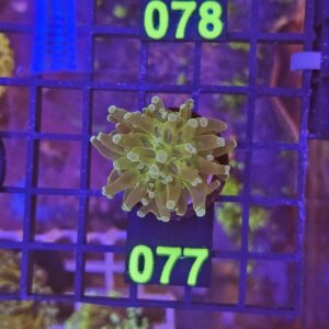 Euphyllia Paradivisa Green su cip e ciop Acquariologia Napoli