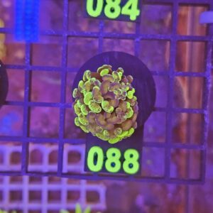 Euphyllia Paraancora Ultra su cip e ciop Acquariologia Napoli