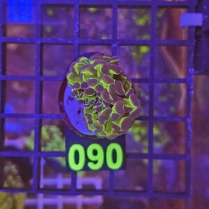 Euphyllia Paraancora Ultra su cip e ciop Acquariologia Napoli