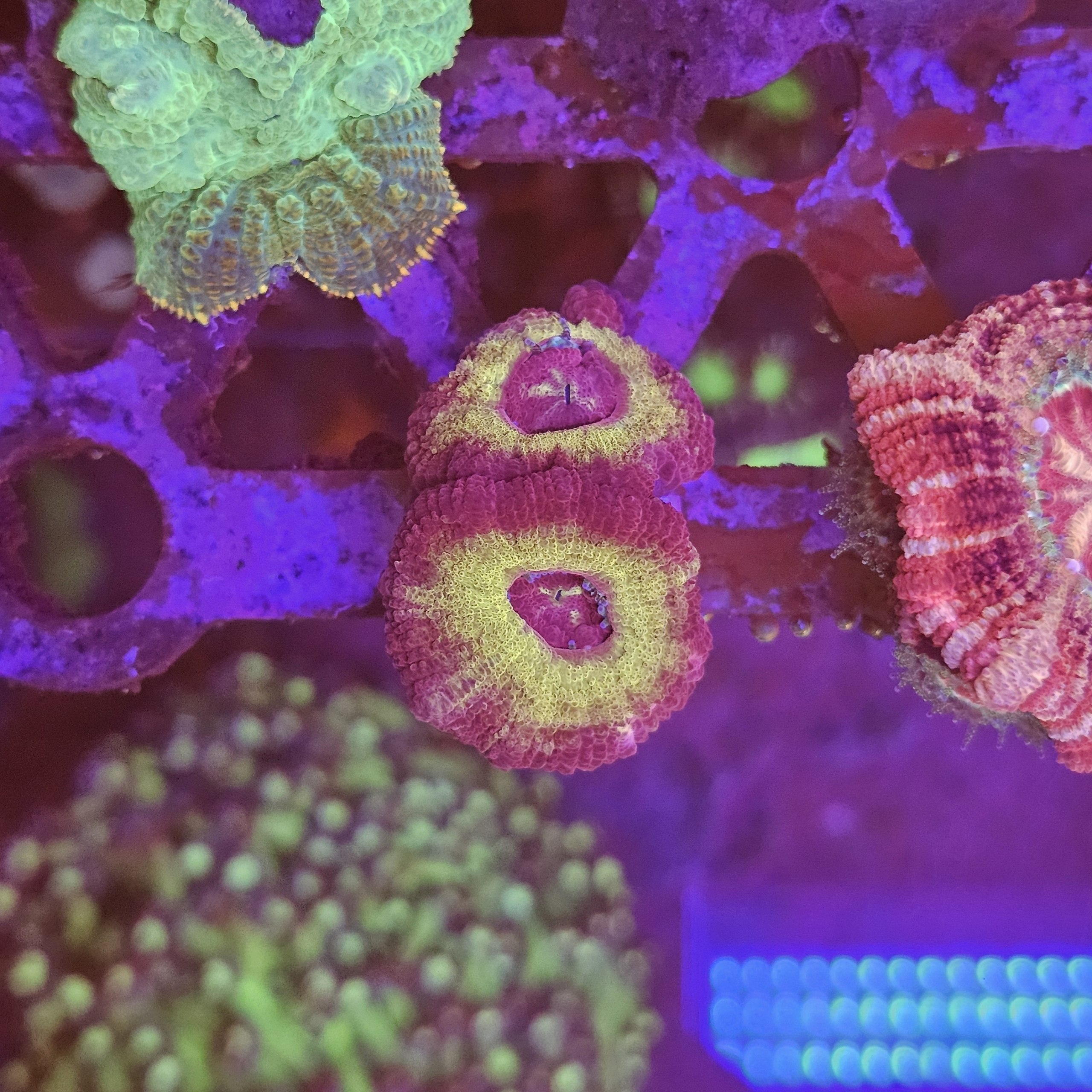 Acanthastrea su cip e ciop Acquariologia Napoli