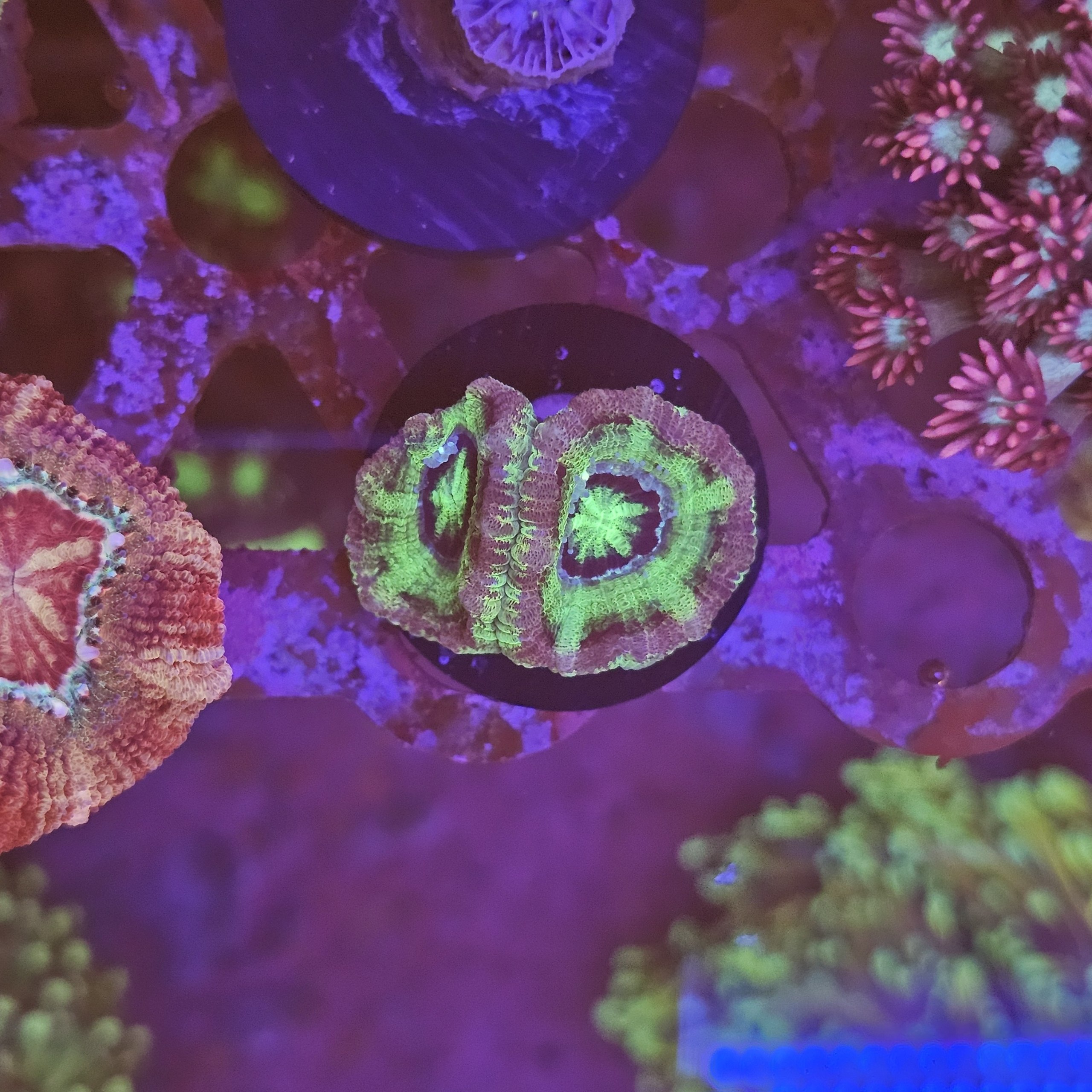 Acanthastrea su cip e ciop Acquariologia Napoli