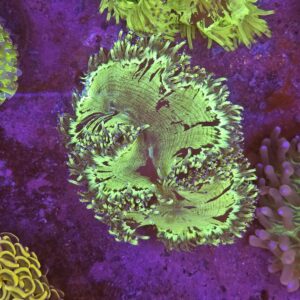 Catalaphyllia su cip e ciop Acquariologia Napoli