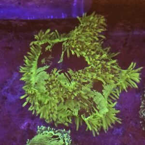Catalaphyllia su cip e ciop Acquariologia Napoli
