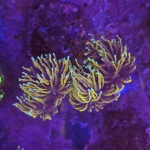 Euphyllia Glabrescens Hellfire su cip e ciop Acquariologia Napoli