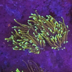 Euphyllia Glabrescens Dragon Soul su cip e ciop Acquariologia Napoli