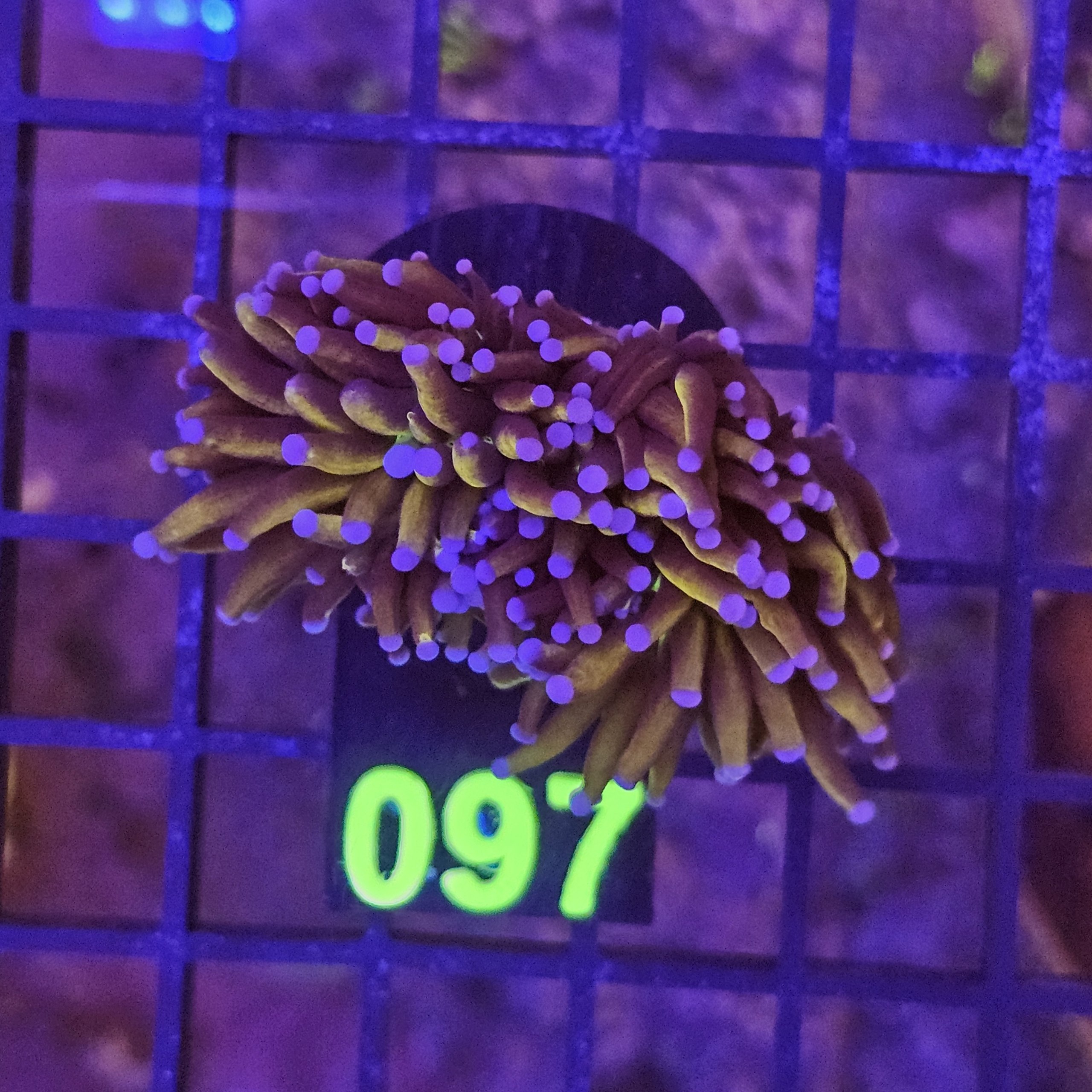 Euphyllia Glabrescens Joker su cip e ciop Acquariologia Napoli