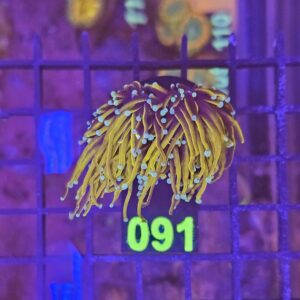 Euphyllia Glabrescens Hellfire su cip e ciop Acquariologia Napoli