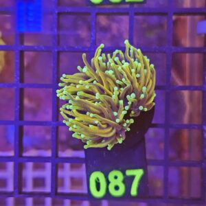 Euphyllia Glabrescens Dragon Soul su cip e ciop Acquariologia Napoli