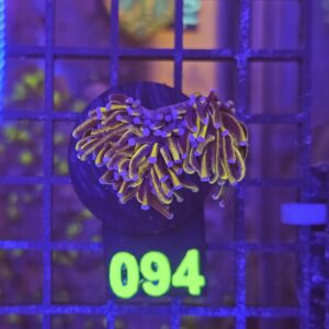 Euphyllia Glabrescens Joker su cip e ciop Acquariologia Napoli