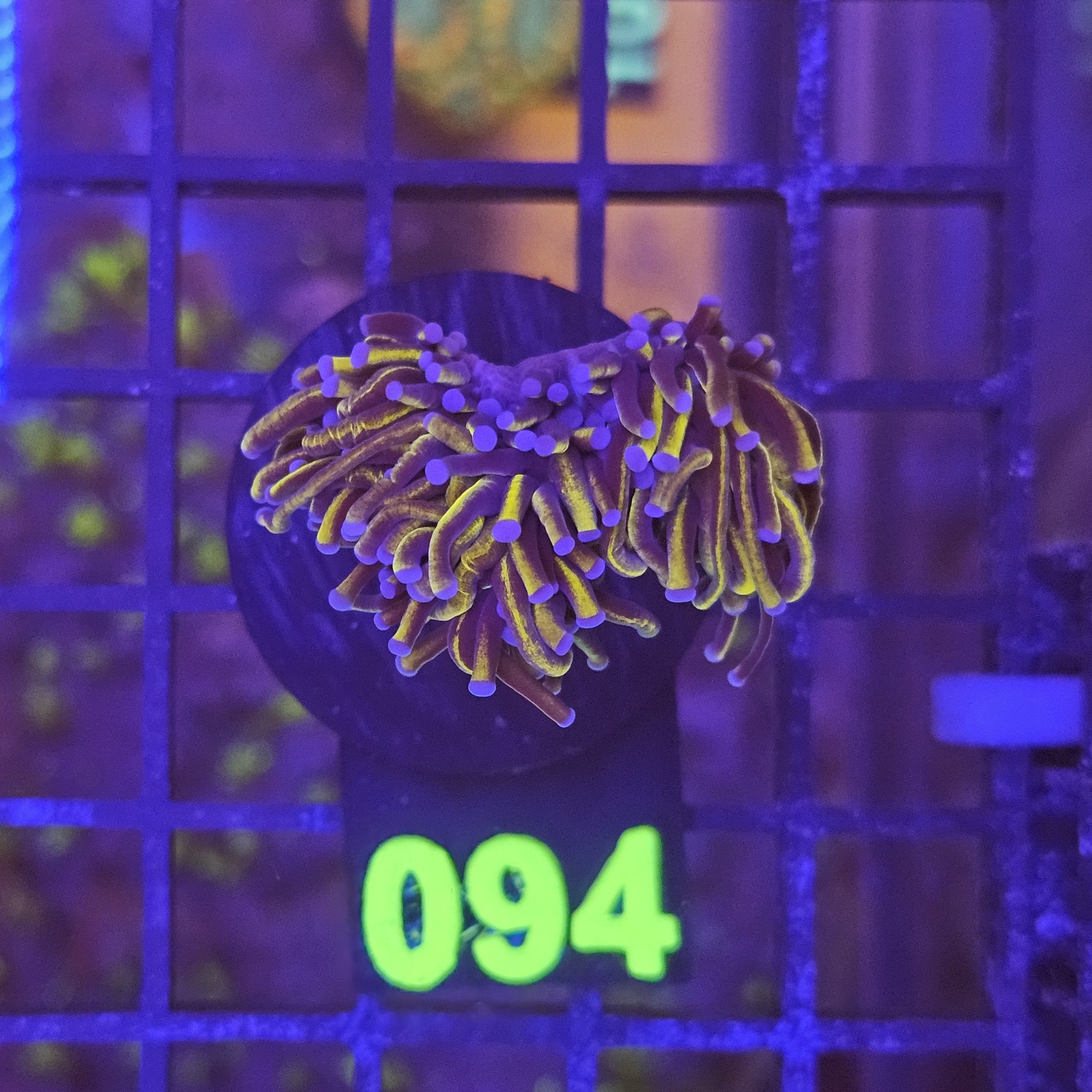 Euphyllia Glabrescens Joker su cip e ciop Acquariologia Napoli