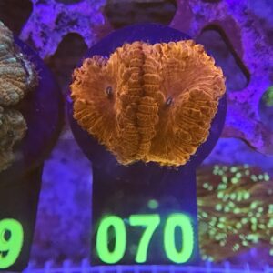 Blastomussa Red su cip e ciop Acquariologia Napoli