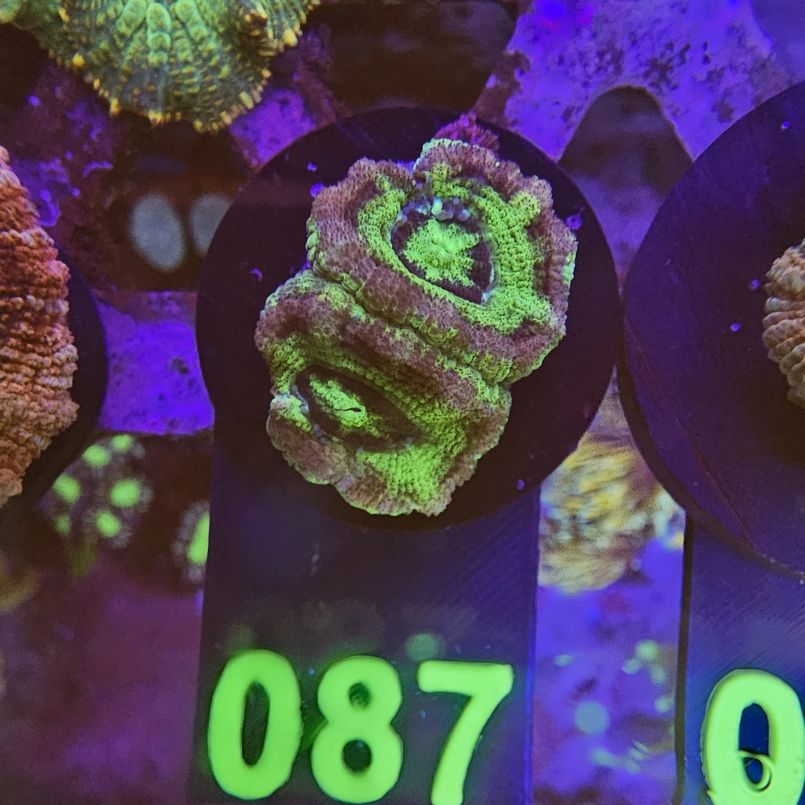 Acanthastrea su cip e ciop Acquariologia Napoli