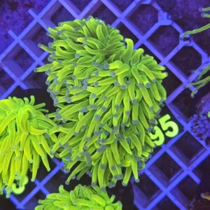 Euphyllia Glabrescens Holy Grail Azzurra su cip e ciop Acquariologia Napoli
