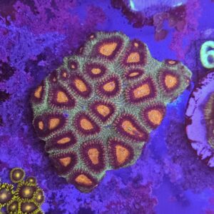 Favia su cip e ciop Acquariologia Napoli