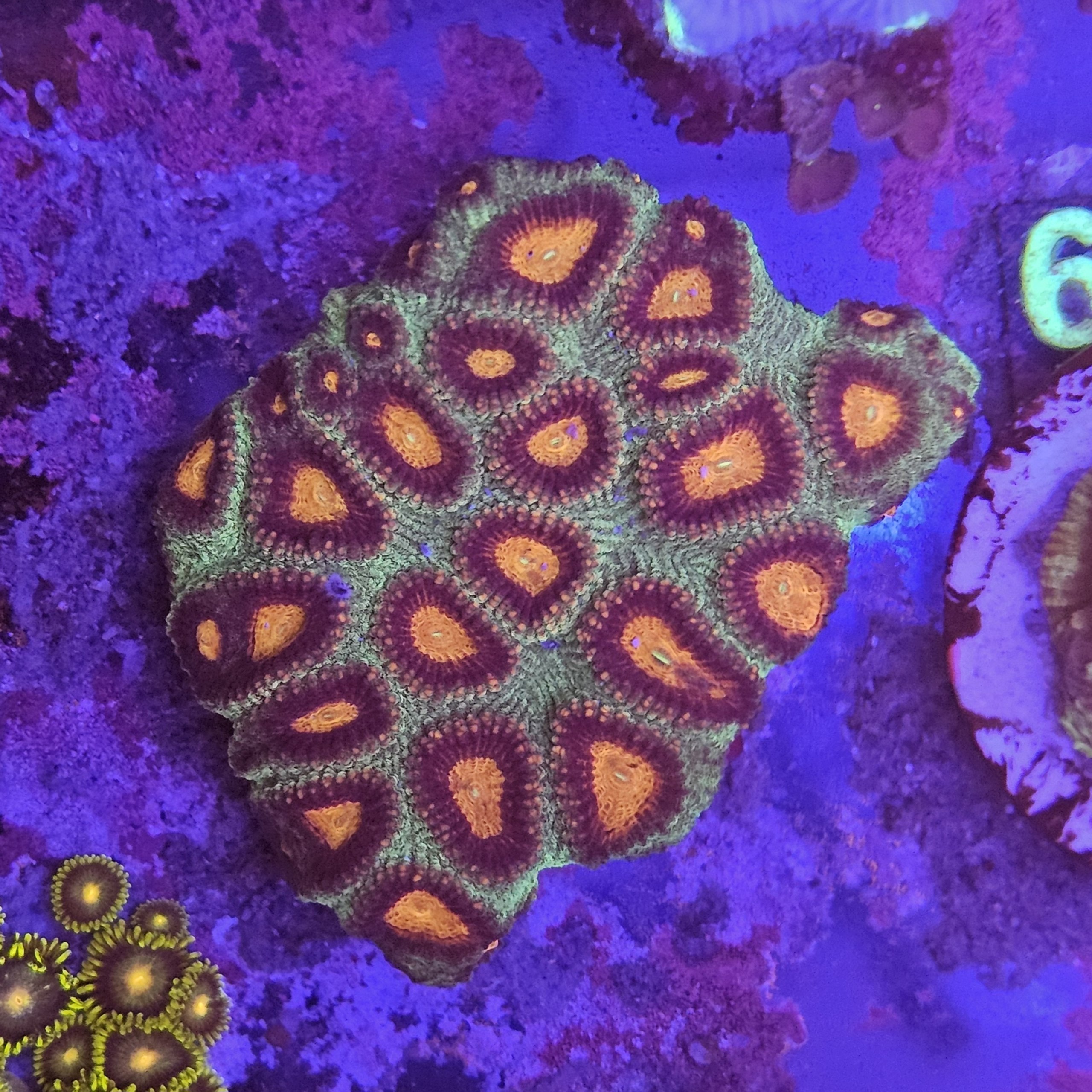 Favia su cip e ciop Acquariologia Napoli