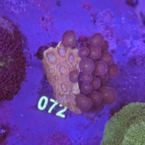 Favia Combo su cip e ciop Acquariologia Napoli