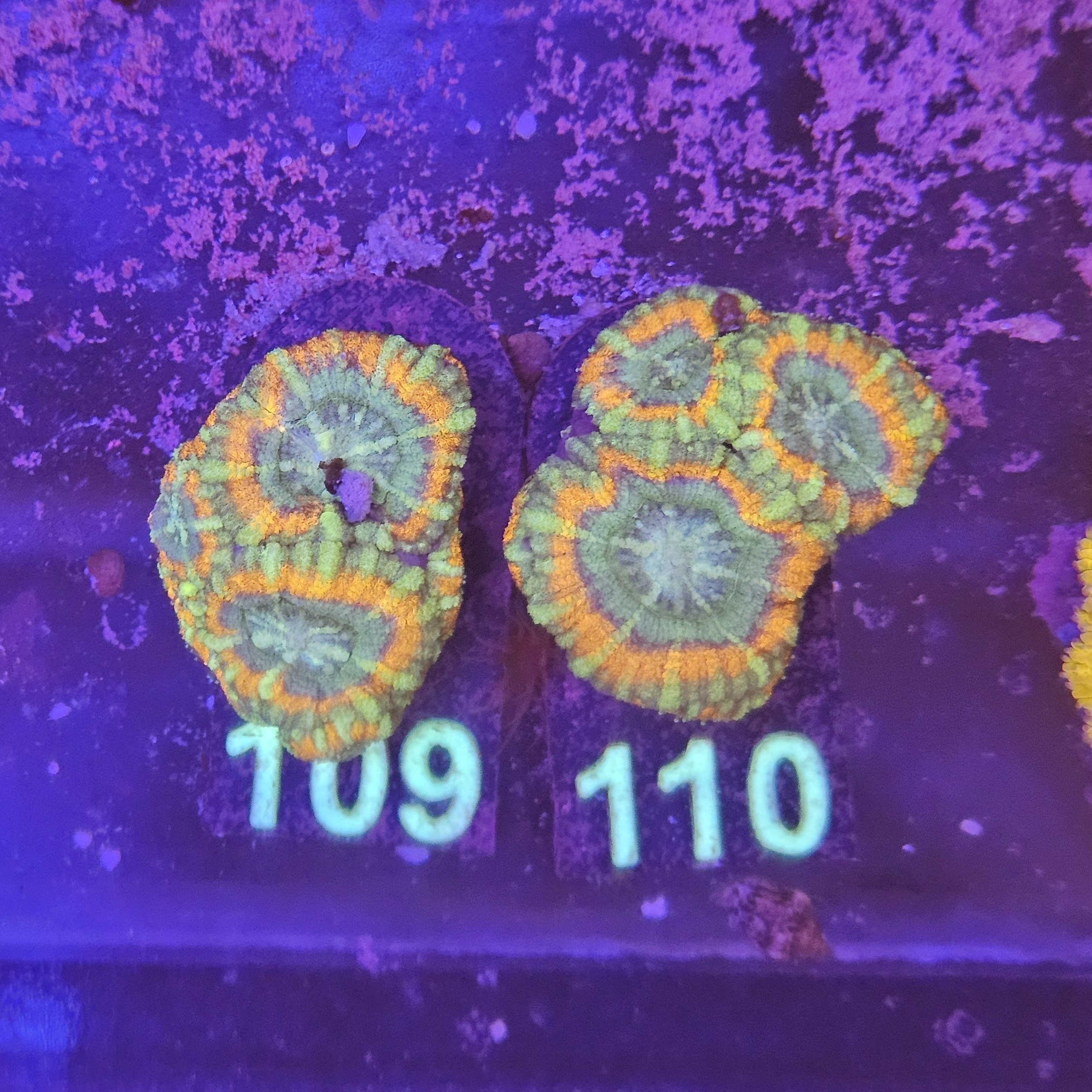 Acanthastrea su cip e ciop Acquariologia Napoli