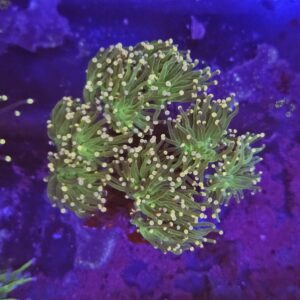 Euphyllia Glabrescens su cip e ciop Acquariologia Napoli