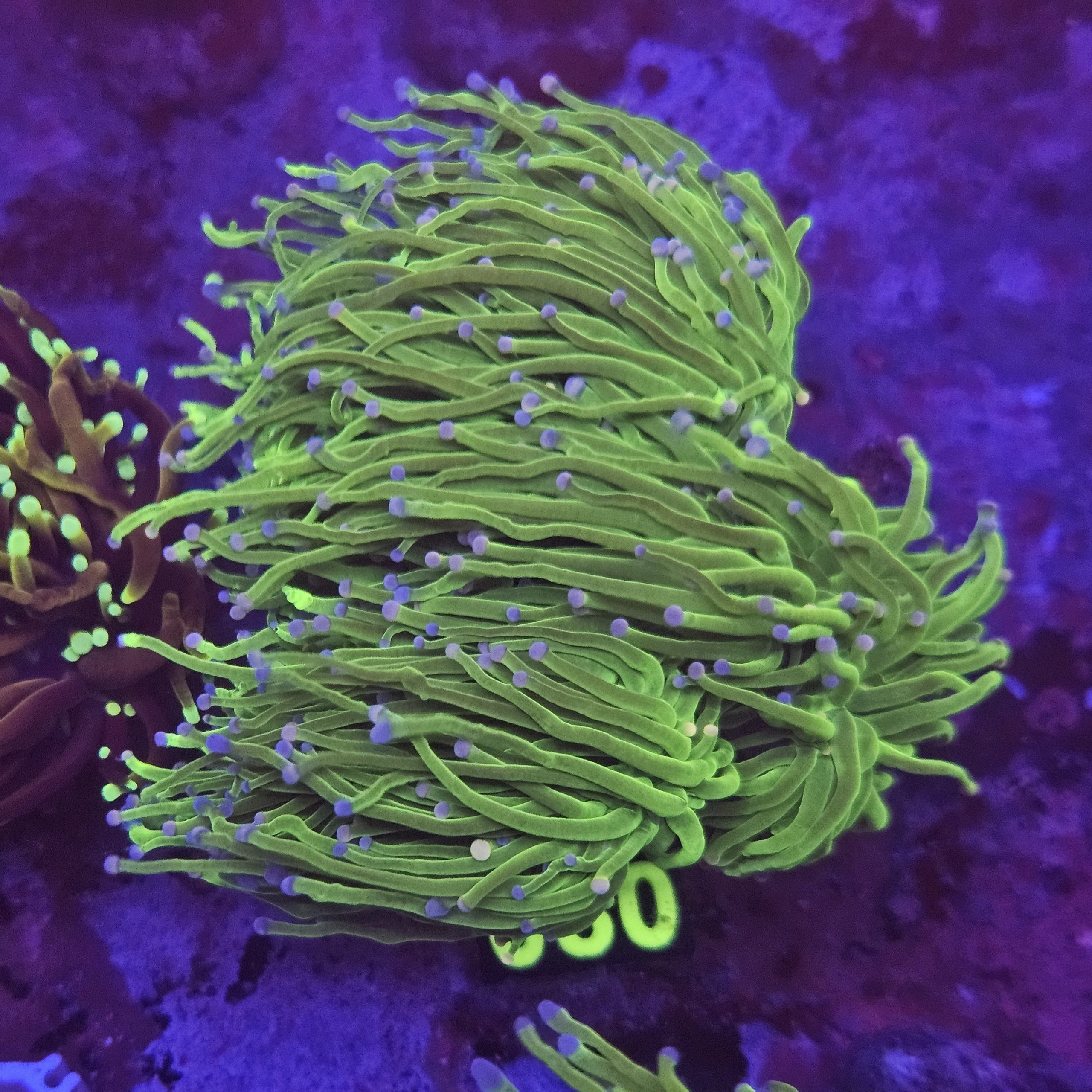 Euphyllia Glabrescens su cip e ciop Acquariologia Napoli